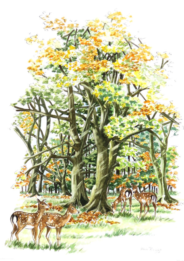 Fallow deer